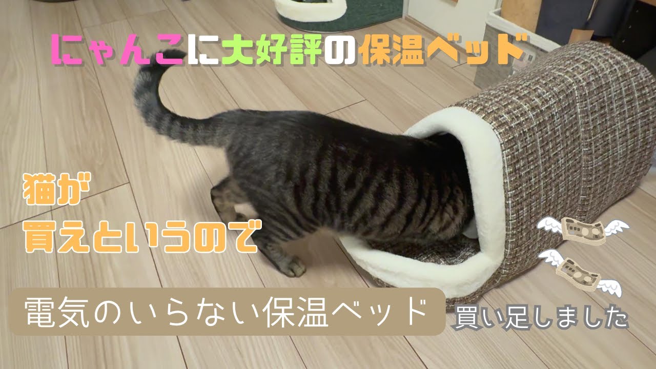 【話題の保温ベッドを買い足しました】足りないと猫が怒るので買い足します・・