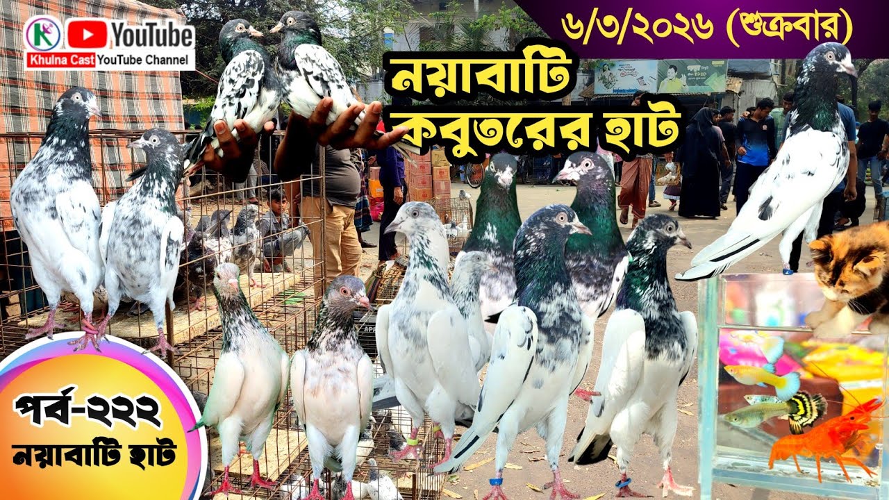 নয়াবাটি কবুতরের হাট পর্ব-২২২।।খুলনা জেলার সবথেকে বড় কবুতরে হাট নয়াবাটী ।। the Largest pigeon market