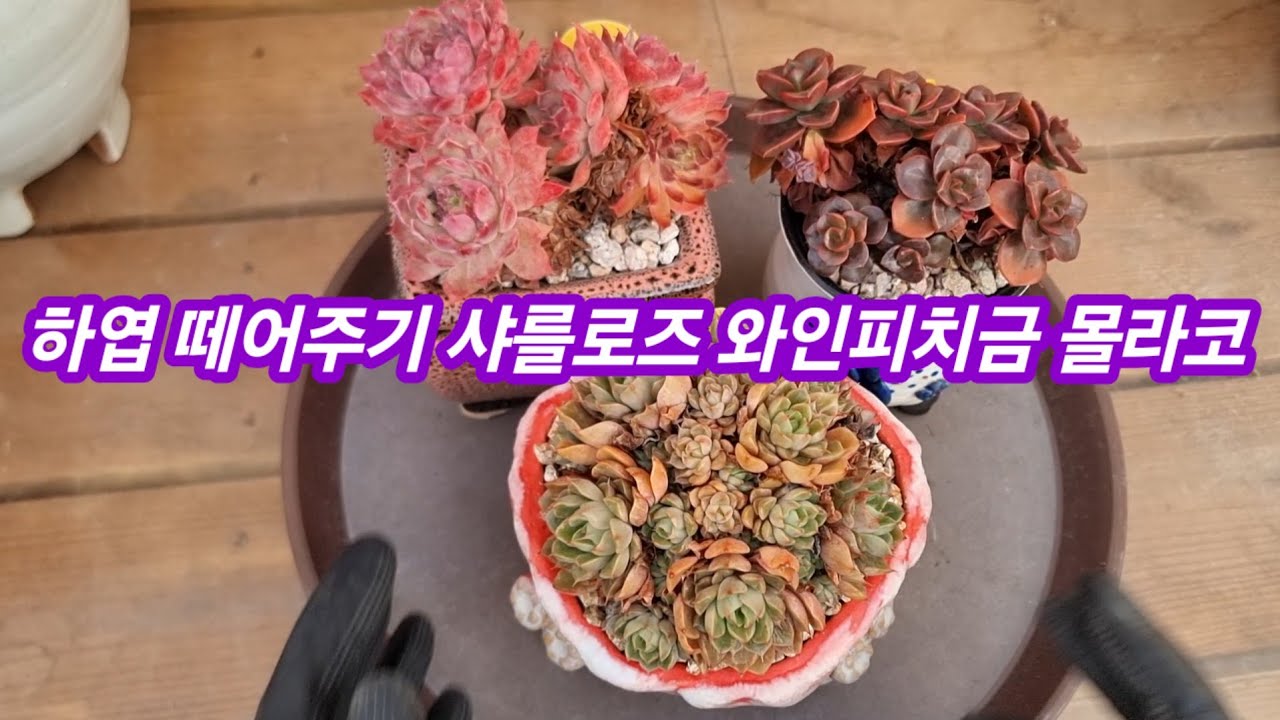 26.2.12 🌹#하엽 떼어주기 샤를로즈 와인피치금 몰라코🌹 #다육식물 #succulent #러블리로즈다육tv 