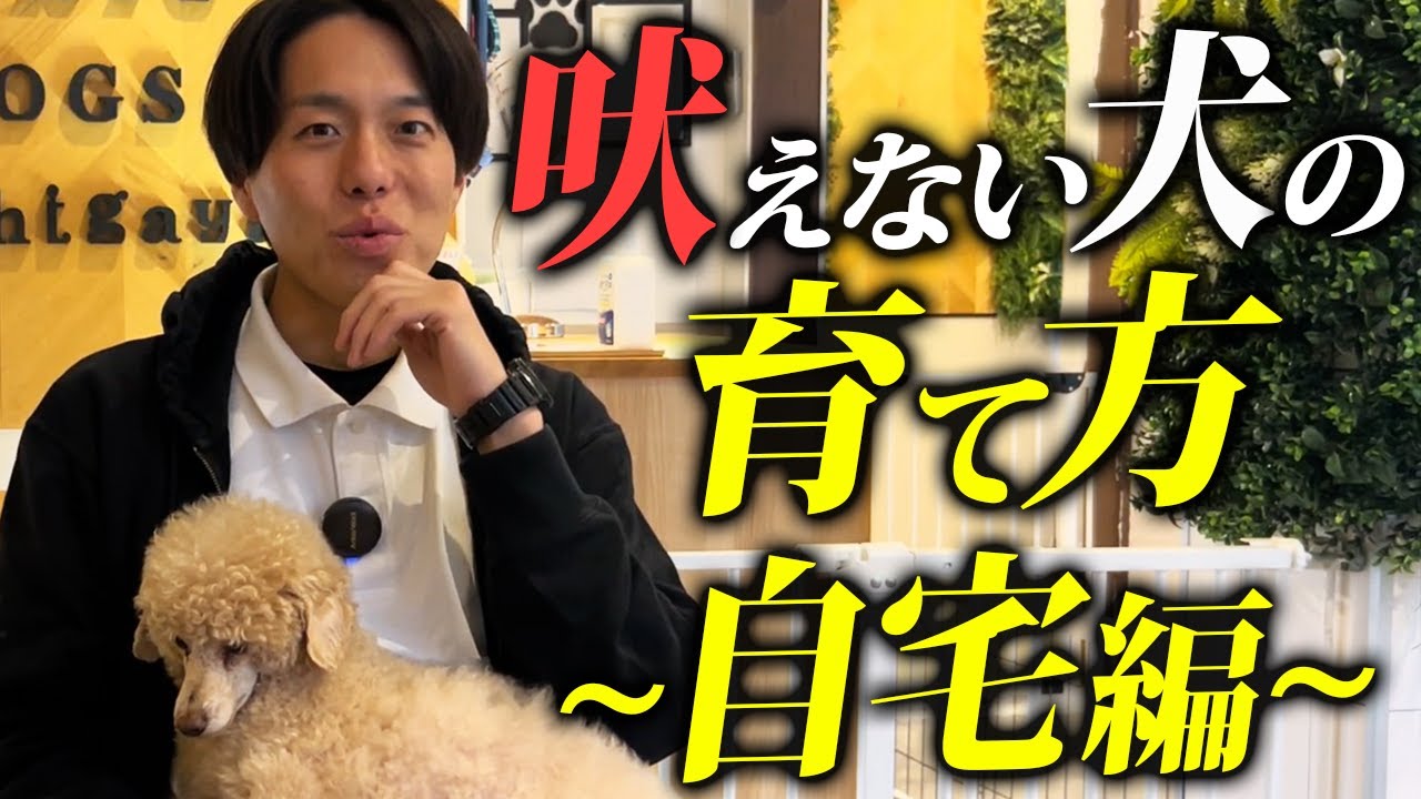 愛犬の吠え癖で悩んでいる時の育て方5選（自宅編）【ドッグトレーナー解説】
