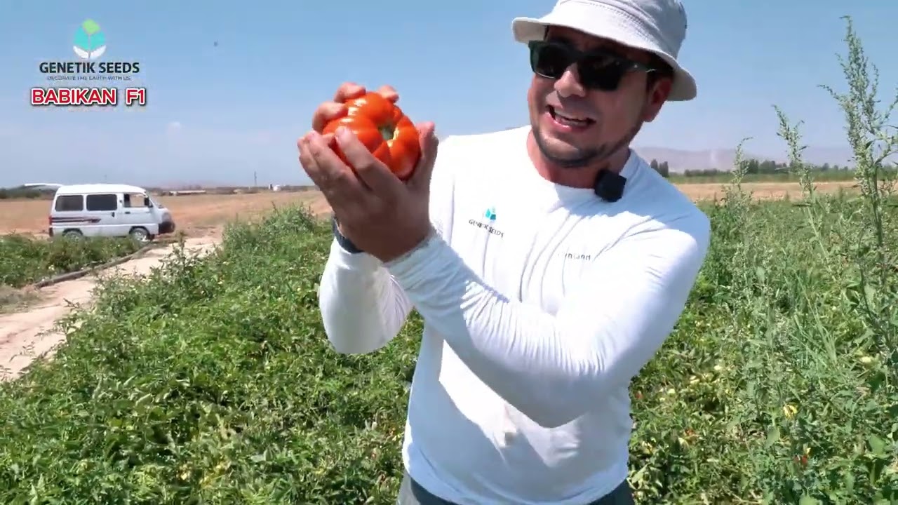BABIKAN F1  GENETIK SEEDS+998972589080