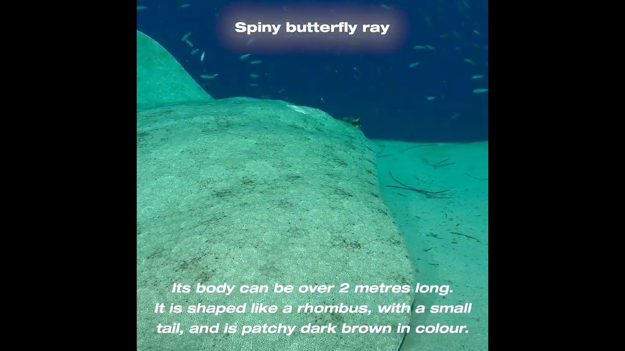 Spiny Butterfly Ray - Mantelina