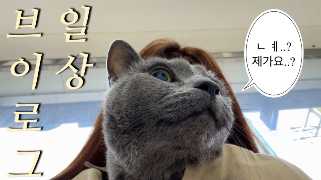 * 결국 또 병원행 • 급성췌장염 • 고양이 수발러 일상 브이로그