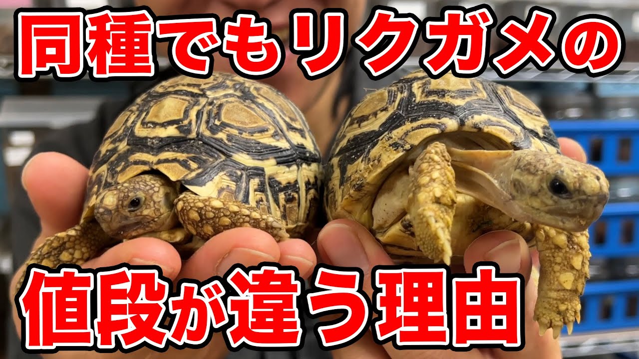 【リクガメ飼育の基本②】値段/販売価格が安い時と高い時の違いについて