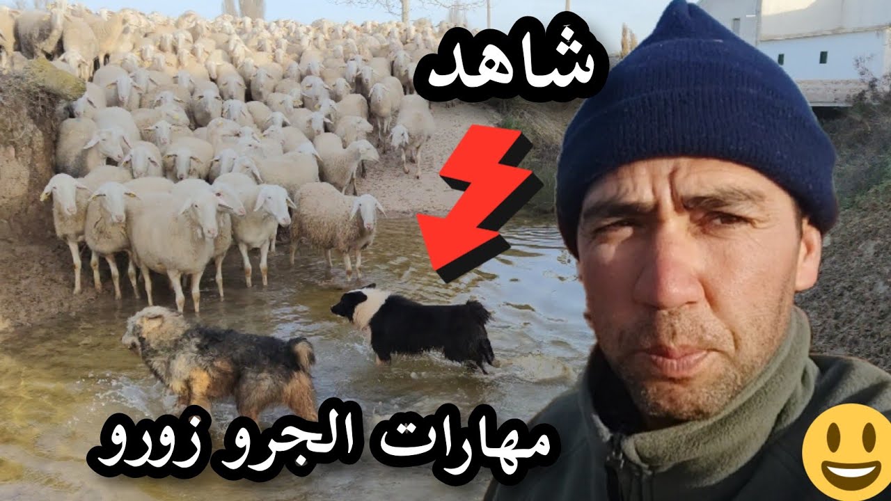 شاهد مهارات الجرو زورو🐕🐑🐑🐑🐎🚶