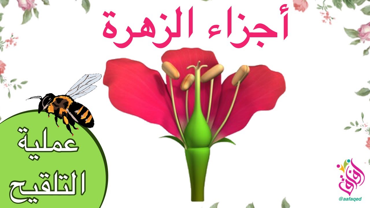 أجزاء الزهرة | مكونات الزهرة | عملية التلقيح | وظائف اجزاء الزهرة الذكرية و الانثوية