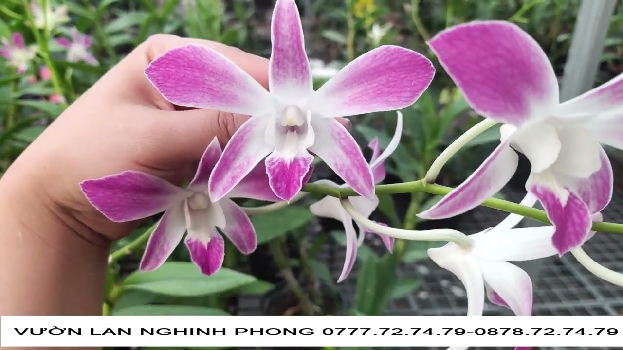 M&Ecirc; MỆT VỚI HƯƠNG SẮC CỦA C&Aacute;C LOẠI HOA LAN TẠI VƯỜN LAN NGHINH PHONG