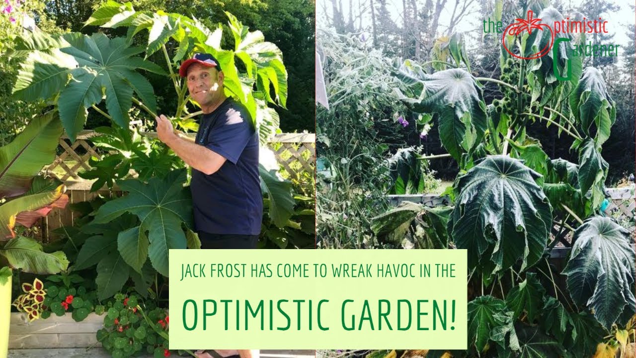 Winter Has Come and it's Time for the Castor Bean Plant to Go
