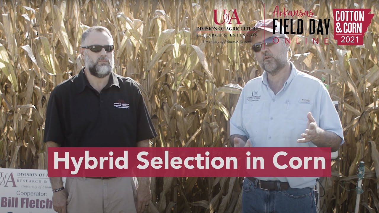 Hybrid Selection and Management Considerations in 2022 (2021 Ark. Field Day)