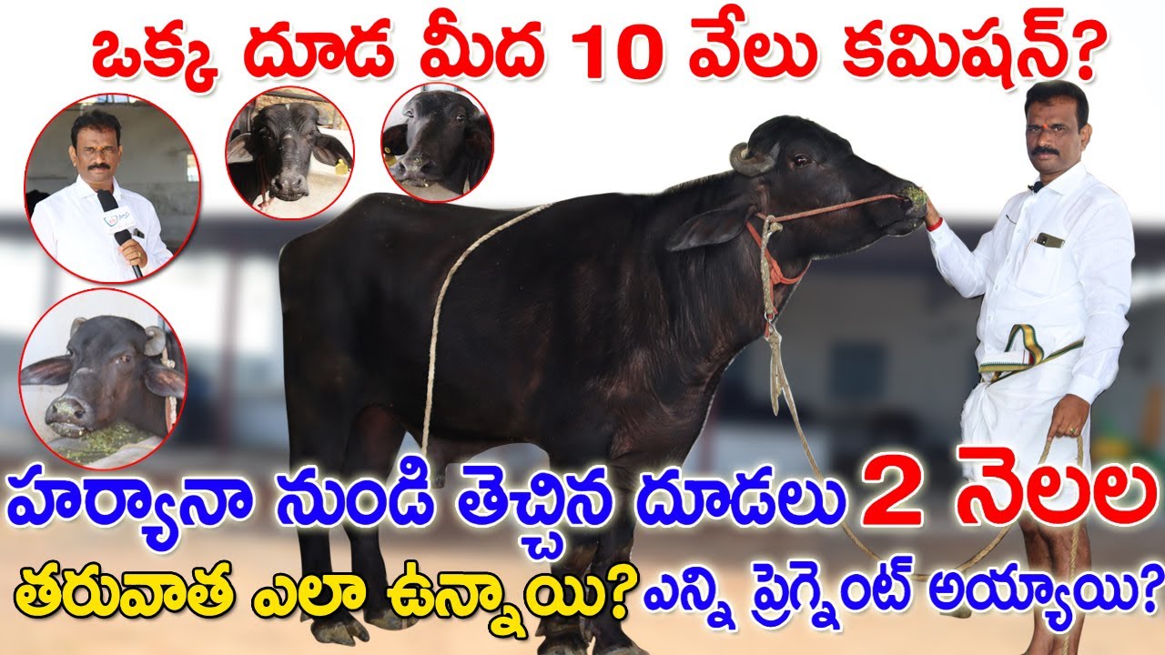 Murra Calfs for Sale | హర్యానా నుండి తెచ్చిన దూడలు ఎలా ఉన్నాయి?How many are pregnant?CBNewsHyderabad