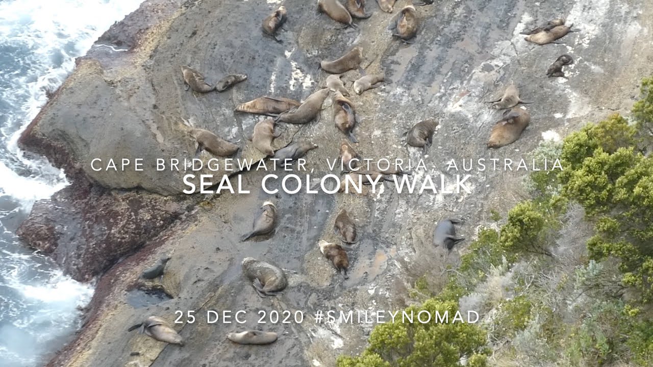 Cape Bridgewater Seal Colony, Victoria, Australia