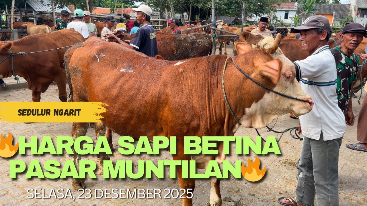 🔥HARGA SAPI BETINA PASAR MUNTILAN🔥‼️‼️