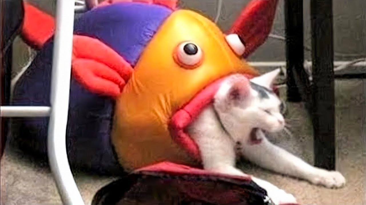 Funniest Animals on the Internet Right Now 😂 Funny Dog & Cat Videos 2026