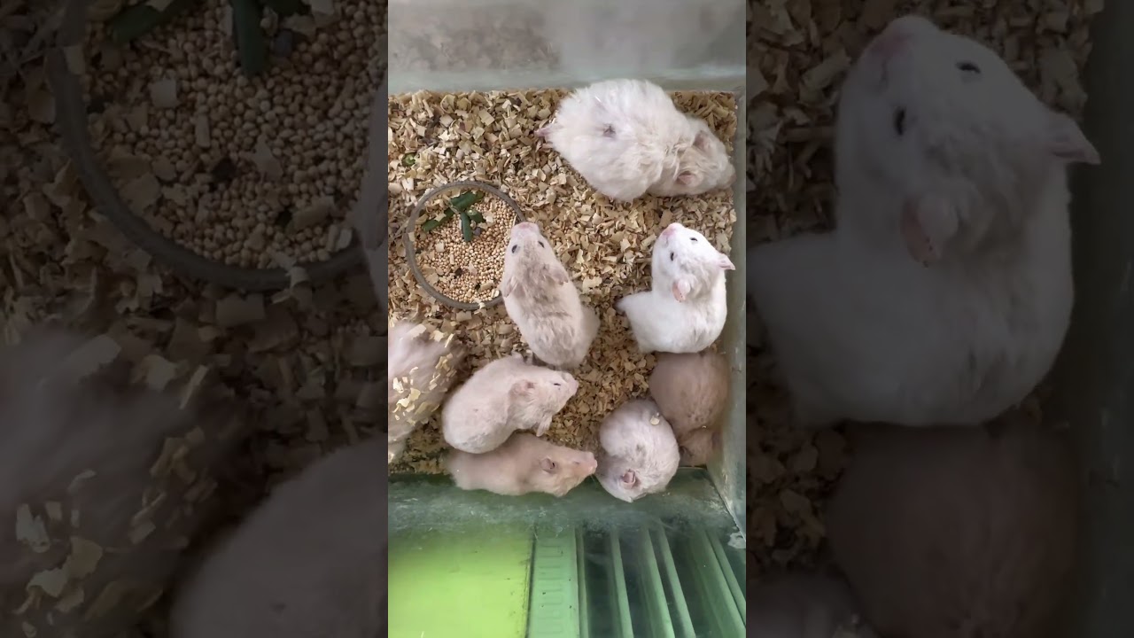 Jual Hamster Lokasi SUMEDANG KOTA #hamsterkombat #hamster #hamsters #hamstersyrian