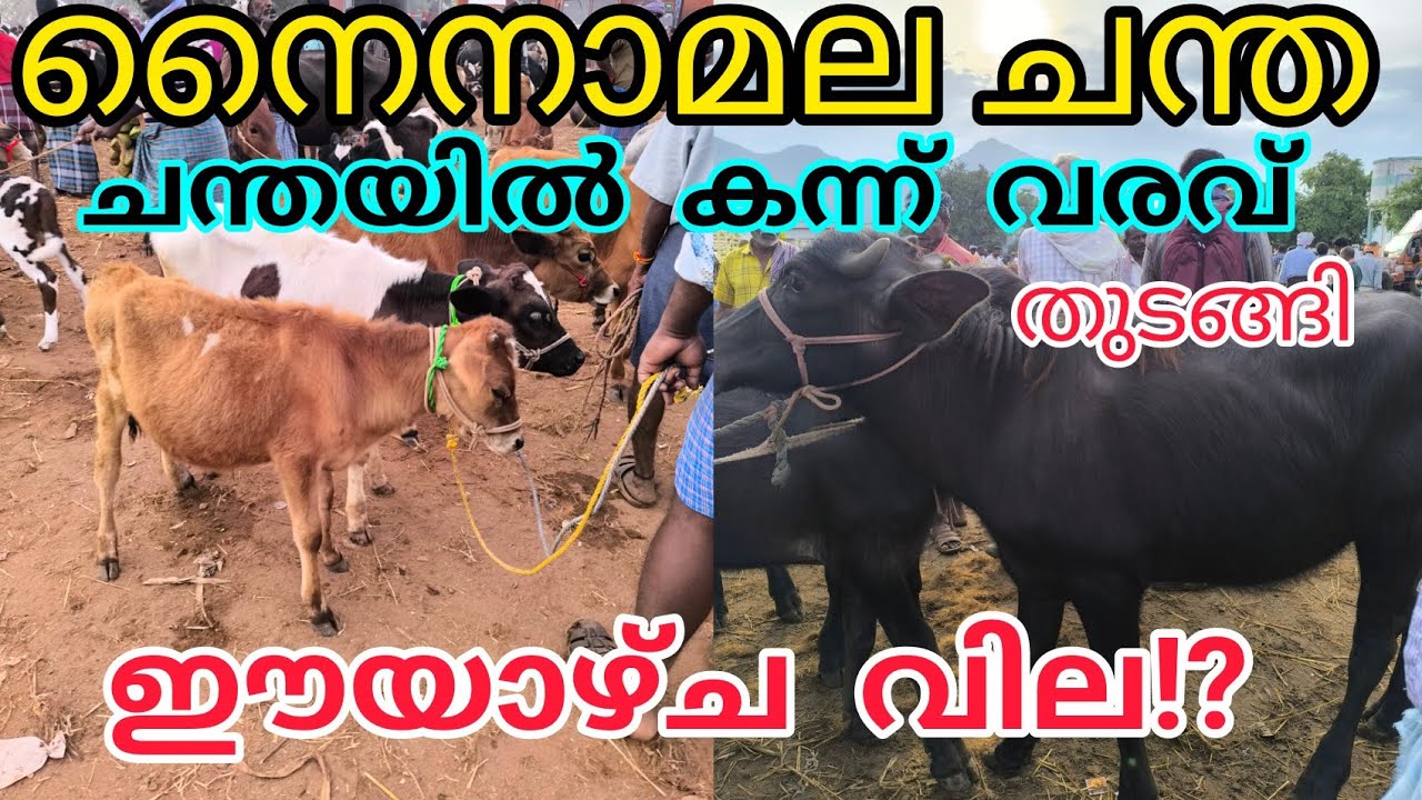 ഈയാഴ്ച വാങ്ങിയ കന്നുകൾ #anwarvlog #buffalomarketvideotamilnadu #cattlemarket #pothmarket #animals 