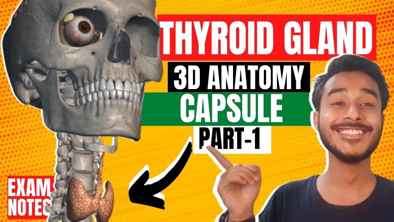 Thyroid Gland Anatomy 3D | Anatomy of thyroid gland in hindi | capsule of thyroid gland anatomy