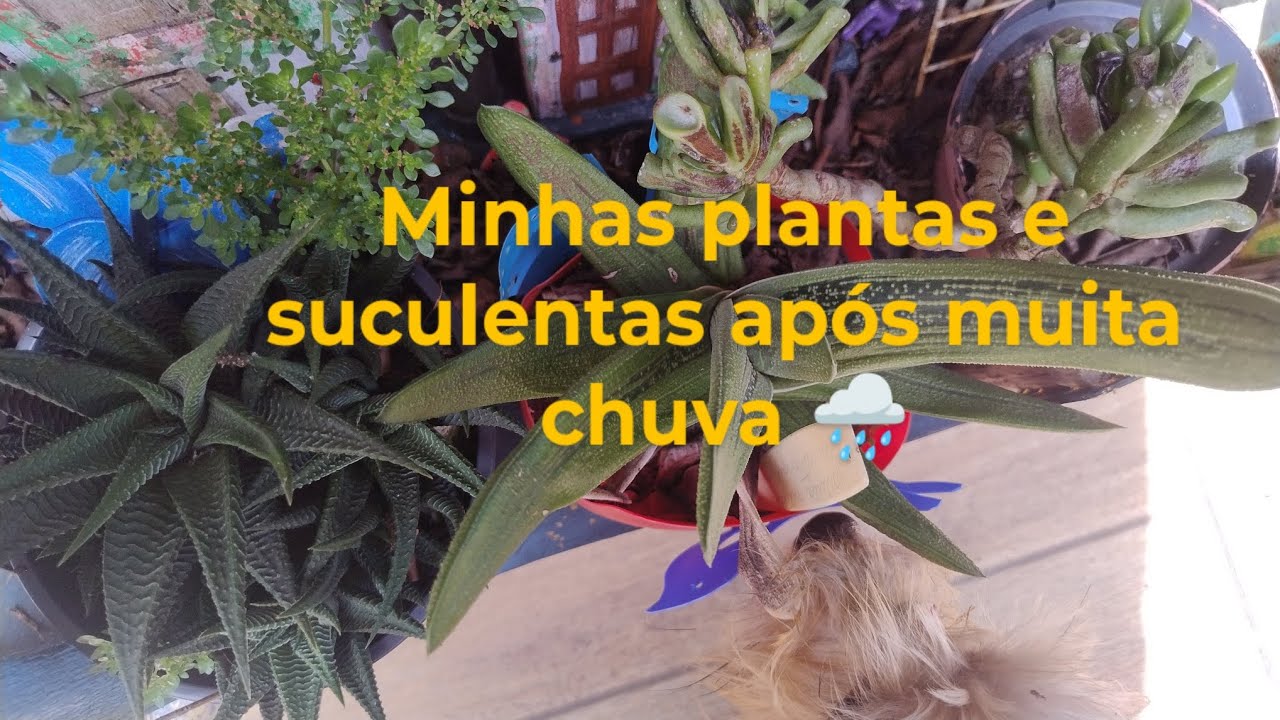 Mostrando como estão minhas plantas e suculentas após muita chuva. 