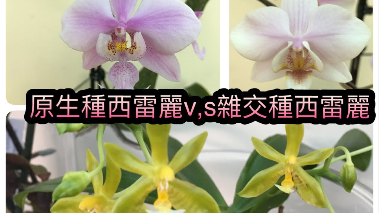 開出像一個小精靈的（Phal mannii var,flava)及原生種西雷麗vs雜交種西雷麗(10-2-2020)