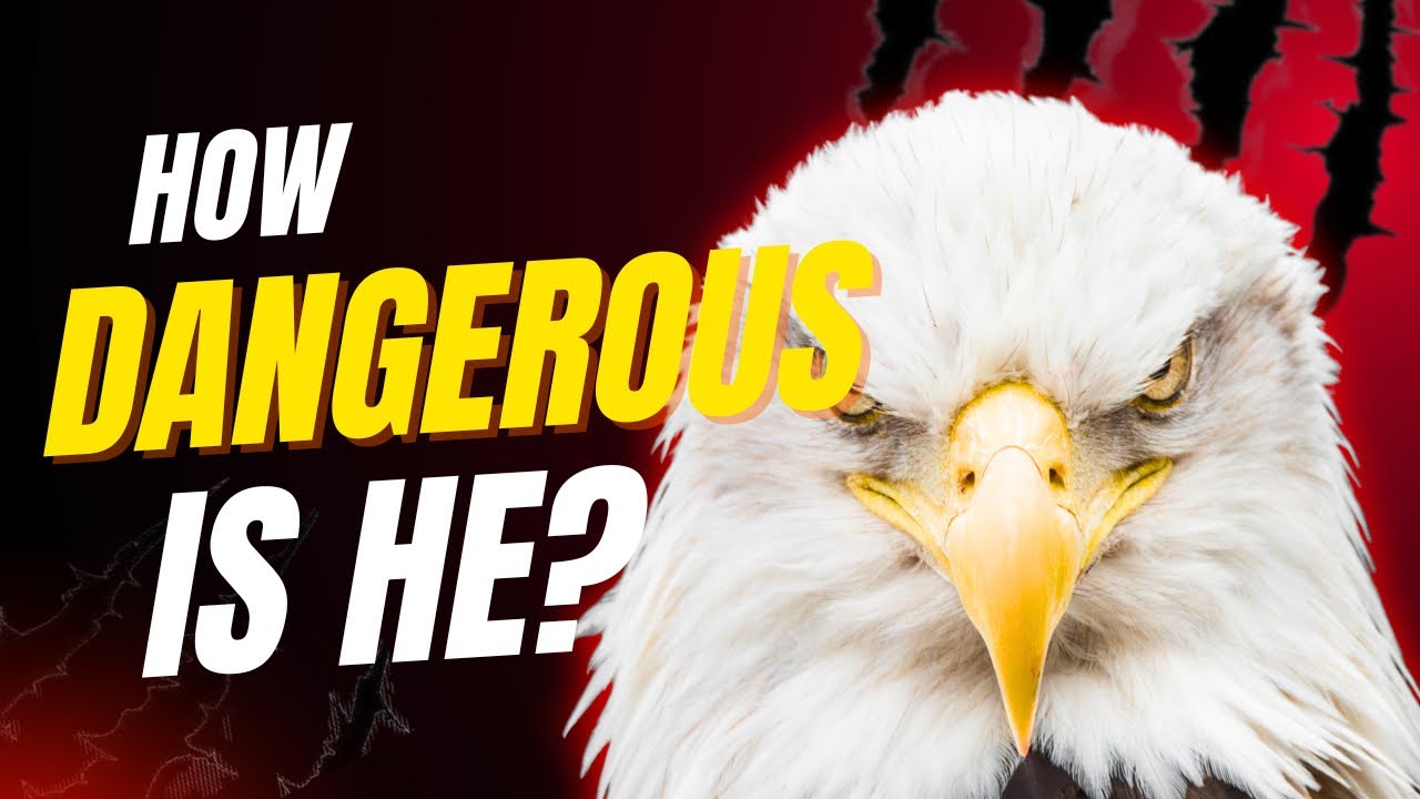 The Eagle Explained: Vision, Power & Aerial Hunting 🦅