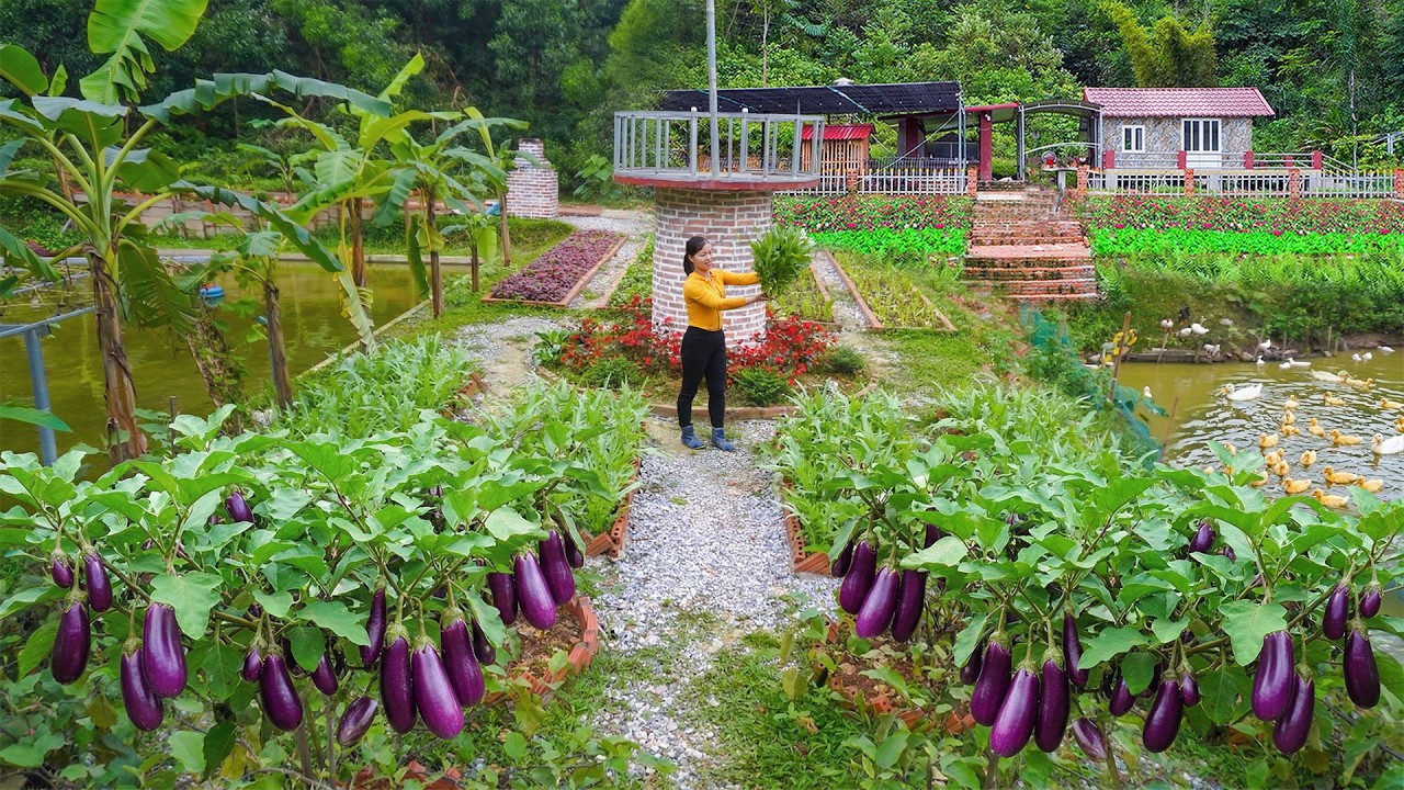 Harvesting Vegetables From The Farm to Sell to Traders - Buy Many Ducklings to Raise on the Farm
