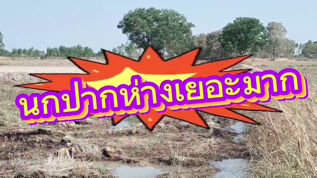 #Ep 247 วันนี้มาดูจับปลารอบสุดท้าย# มาดูฝูงนกปากห่างมากากินอยู่ทุ่งนาใกล้ไปกับบ่ปลา