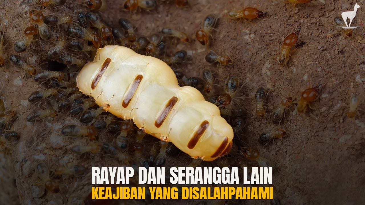 Rayap dan Serangga Lain: Keajaiban Alam yang Disalahpahami #temantidur