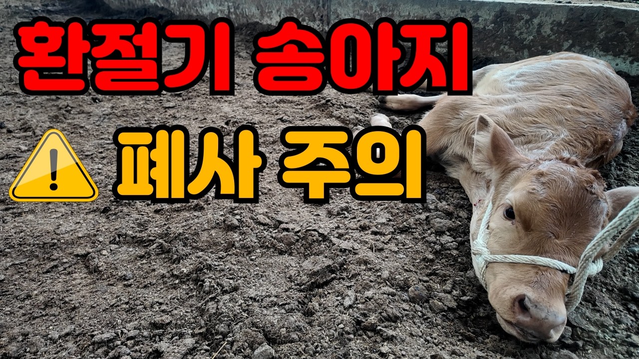 📢환절기, 송아지 호흡기 질병 주의!🔥🐂ㅣ폐렴😷ㅣ호흡기🏴‍☠️ㅣ농장관리ㅣ치료💉ㅣ예방🏥