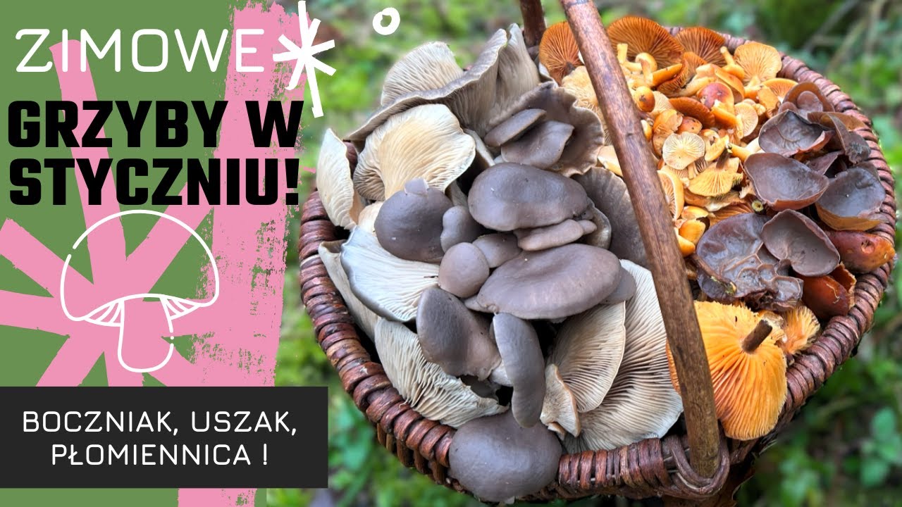 Kosz Zimowych Grzybów w Styczniu! – Trójca Zimowa Znaleziona. Zimowe Grzyby Jadalne.