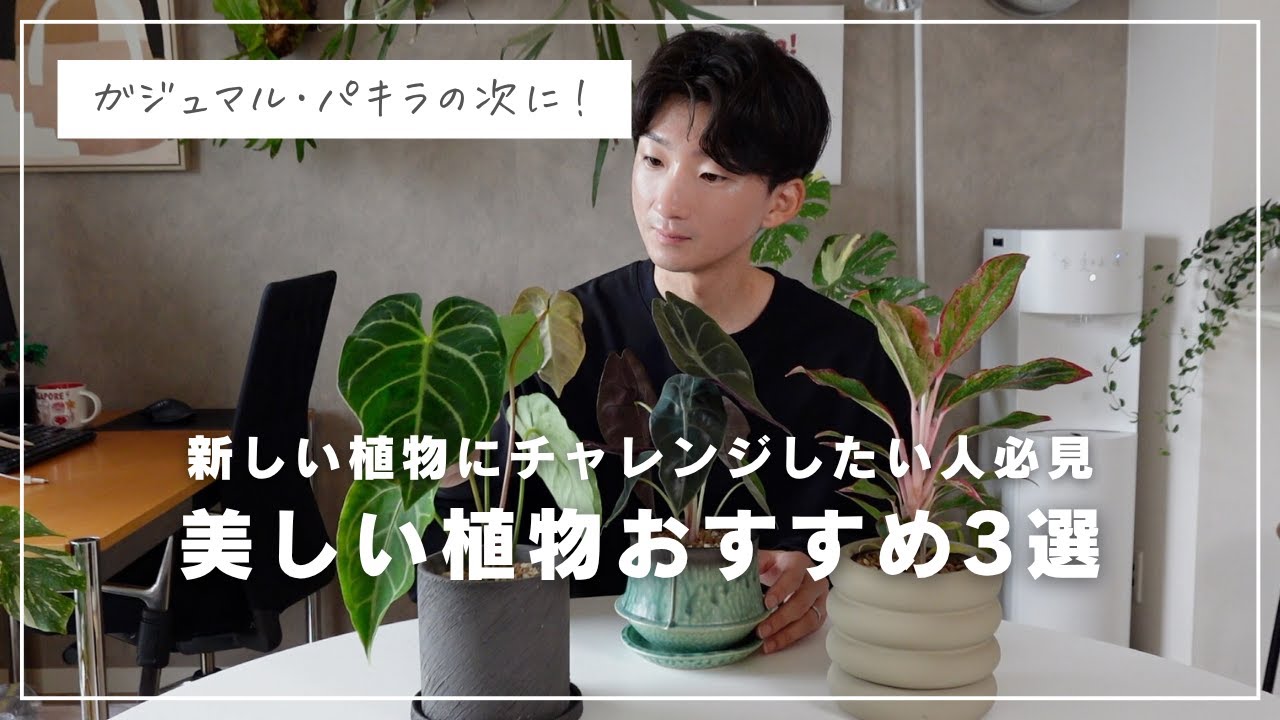 【アロイド3選】初心者卒業したらコレ！中級者がハマる観葉植物