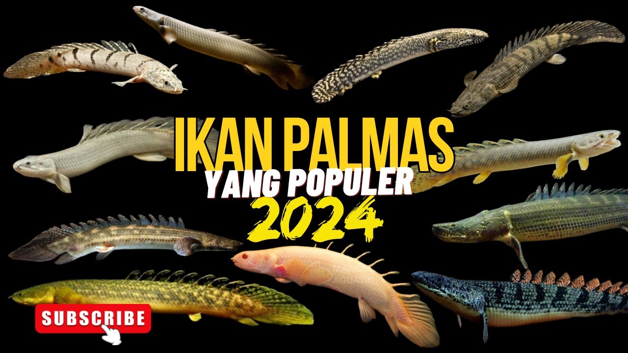 Jenis-Jenis Palmas dan Harga Palmas 2024, Lengkap ❗ Ikan Naga