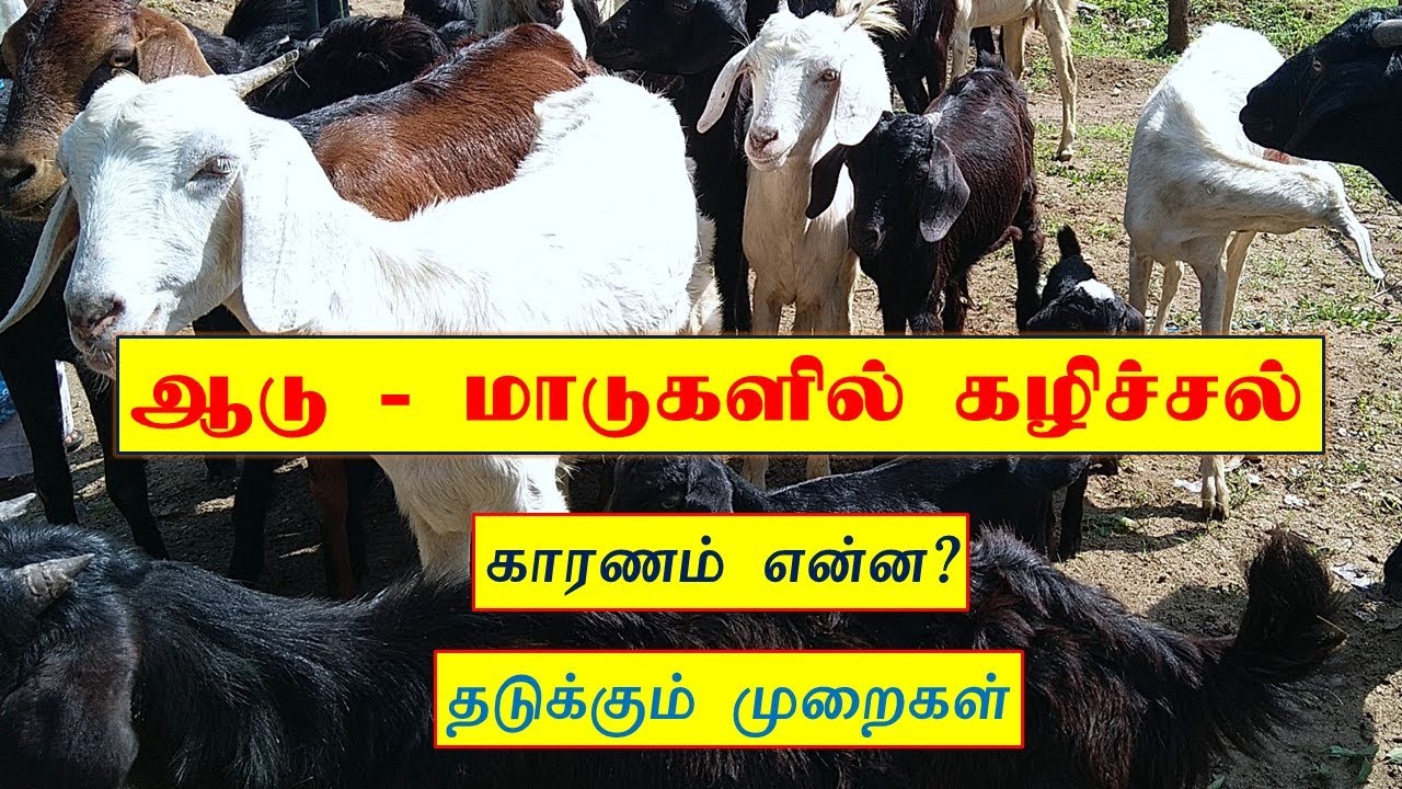 ஆடு - மாடுகளில் கழிச்சல் - காரணம் என்ன? தடுக்கும் முறைகள் - DIARRHEA IN LIVESTOCK