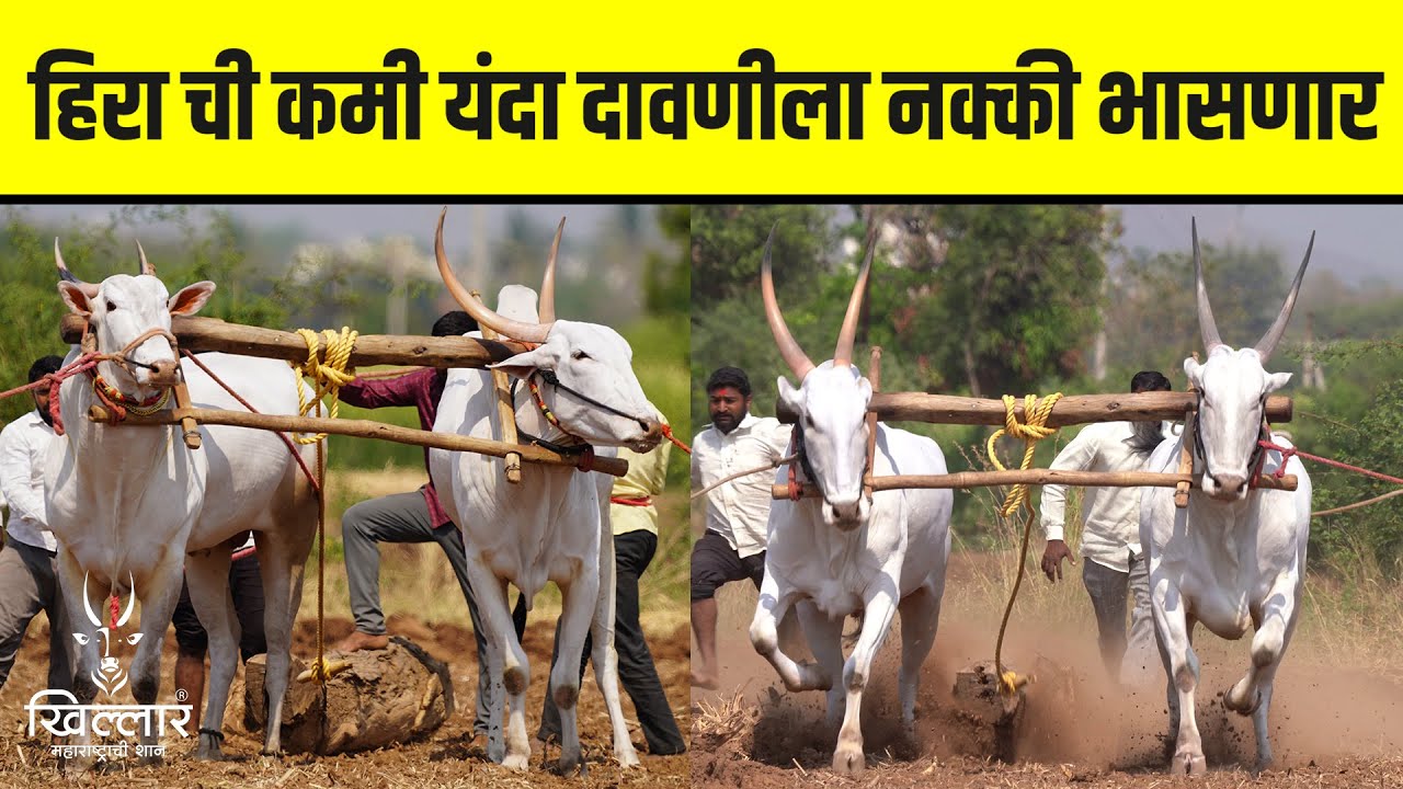 पोपट नाना गिरी गोसावी यांची संपूर्ण दावण | Khillar Maharashtrachi Shaan 2024
