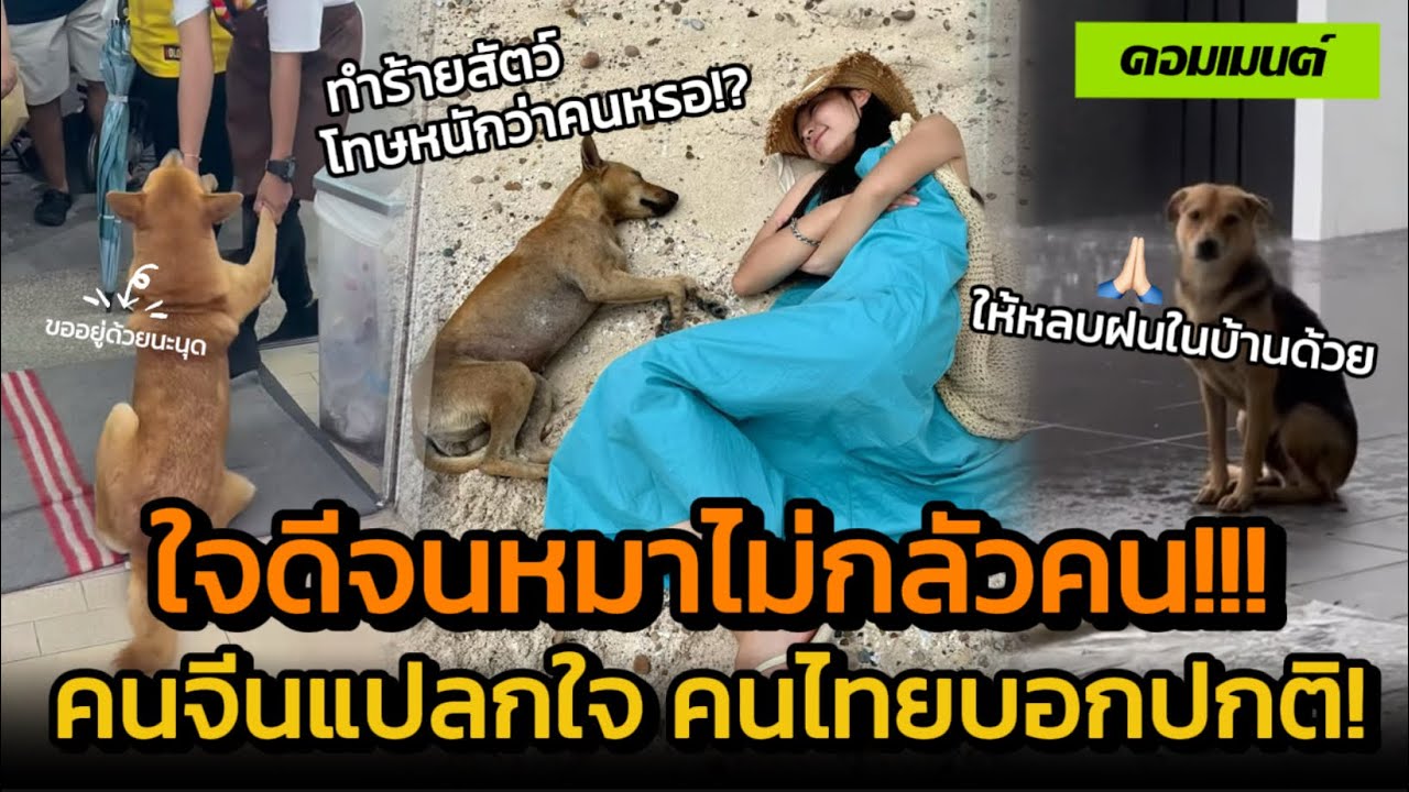 [คอมเมนต์จีน] คนไทยรักสัตว์จนหมาไม่กลัวคน! คนจีนแปลกใจ แต่คนไทยบอก ปกติ!
