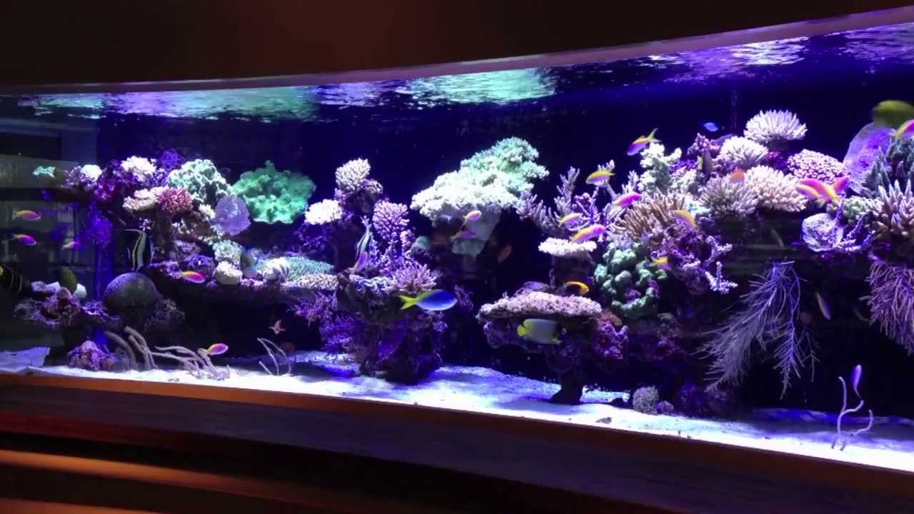 Pieter six meter revisited - 2000 gallons of sps
