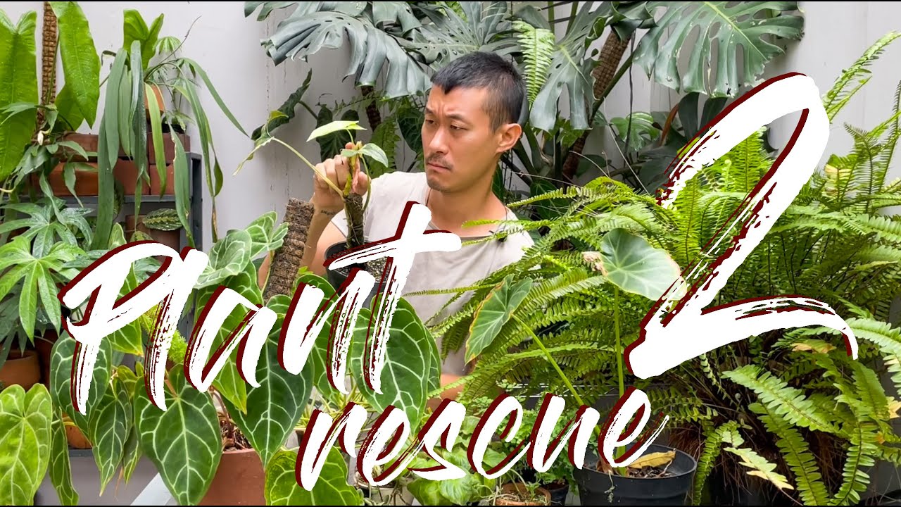 Rescue TONS of Plants With Me - With Satisfying UPDATES!
