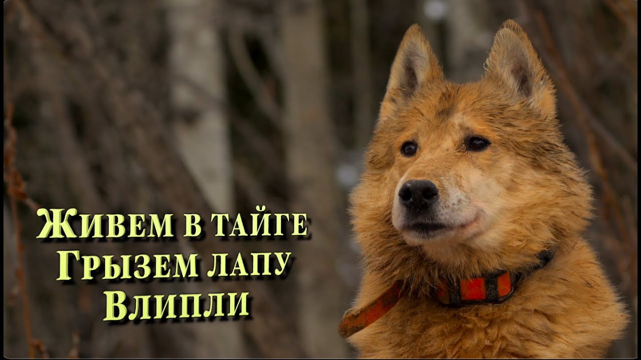 Охота на медведя! | Живем в Тайге. Грызем лапу зверю | Замерзаем во льдах