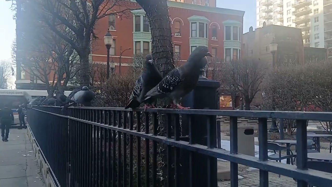 Chicago Downtown Vlog