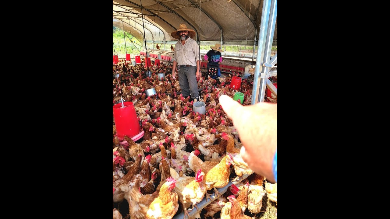 2 Mil Gallinas 🐓😍 Poniendo Huevos 🥚🇵🇷 los Mas Ricos del Pais ❤️ Increible como Siguen al Granjero !!