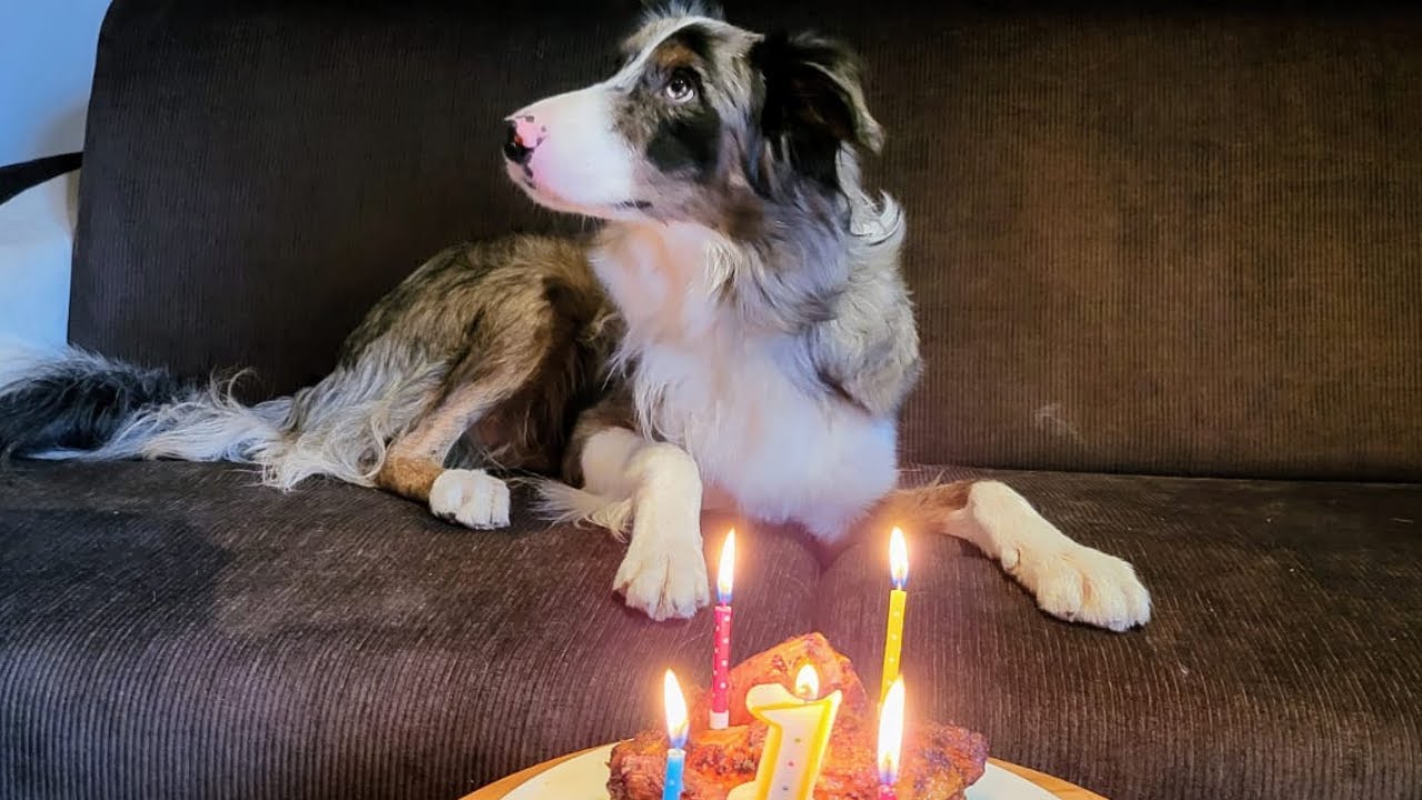 Watch this border collie celebrate his 1st birthday | Vlog
