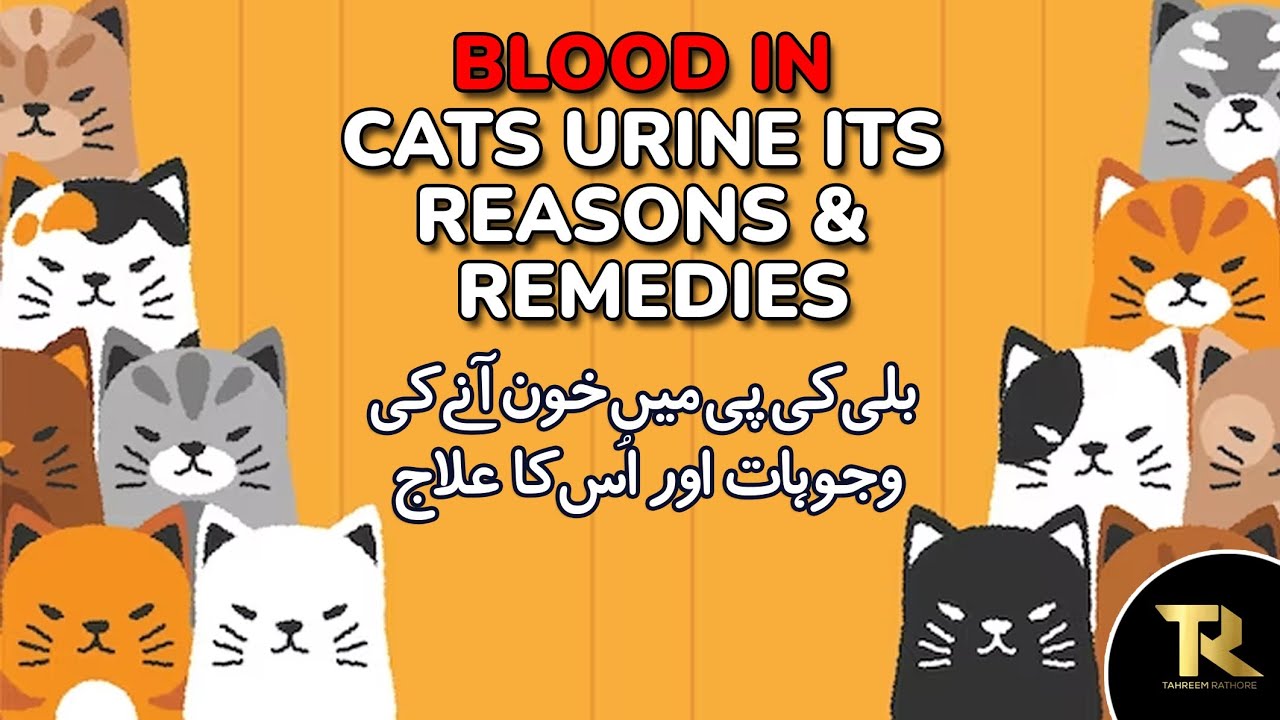 Blood in cats urine its reasons & remedies.| cats |kitties | urinary problems | utubevideos