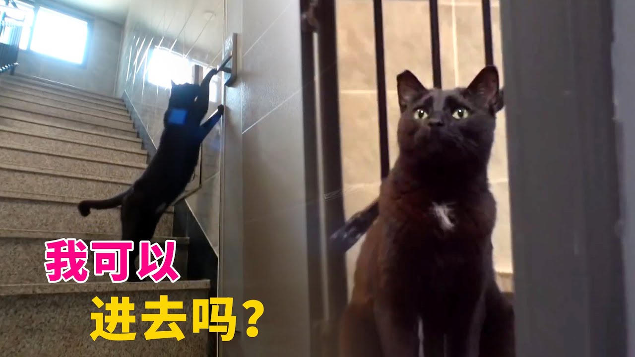 流浪猫为求好心人收留，每天敲门20多次，被宠物狗驱赶也不愿放弃