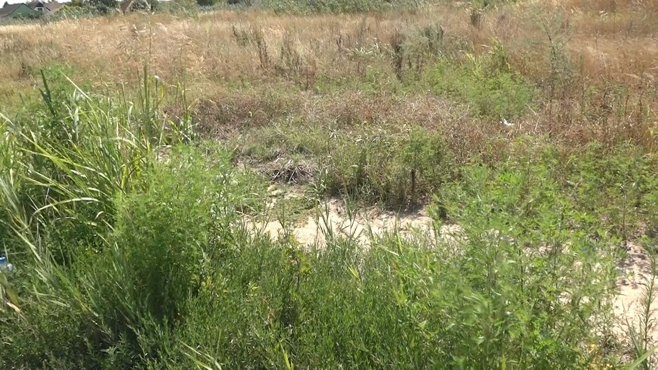 Ambrozija u&scaron;la u sezonu cvetanja, količine polena veoma visoke