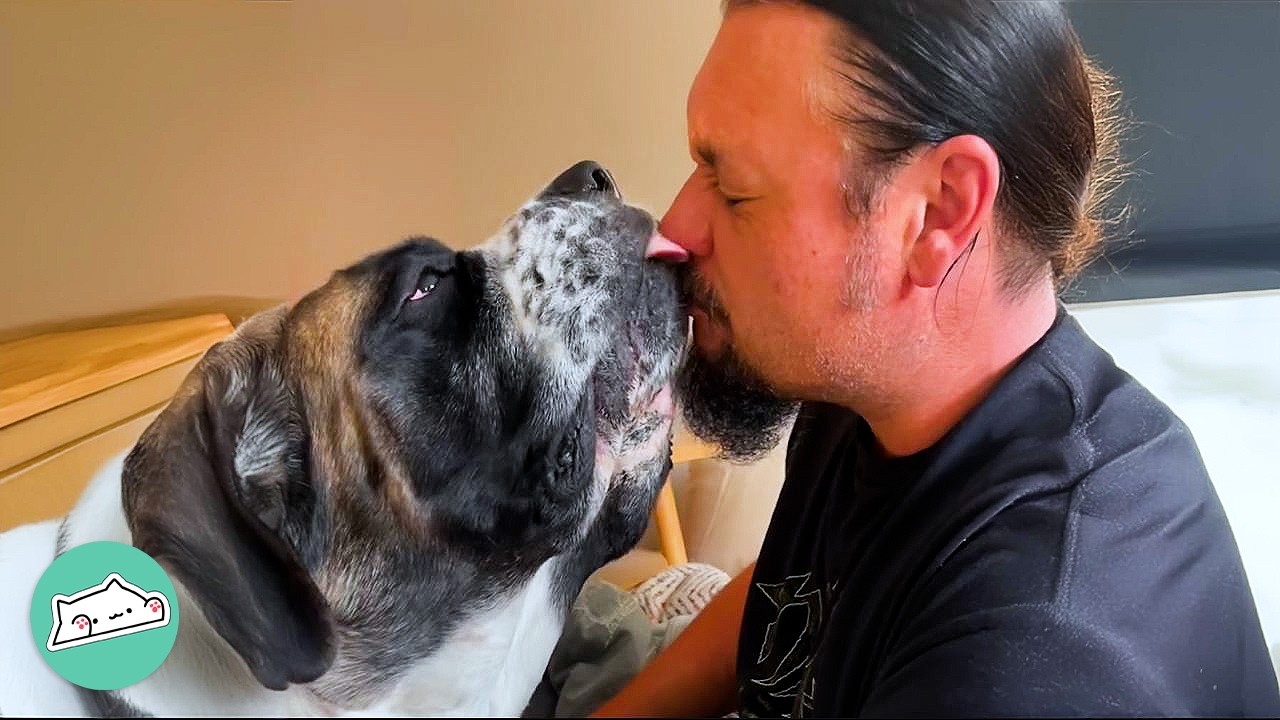 Huge Dogs Make People Fall In Love With Them | Cuddle Buddies