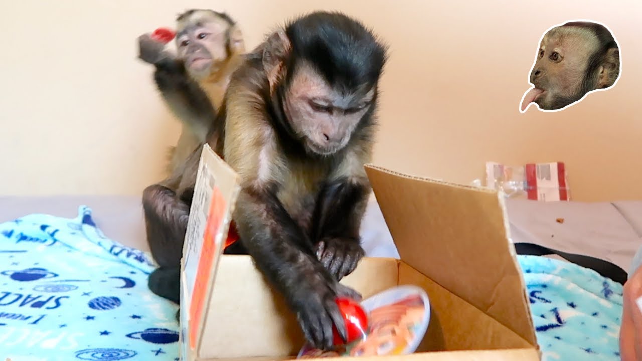 Monkey Monday Easter Mail!