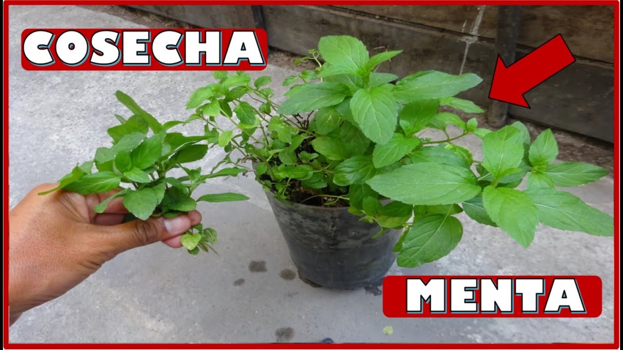 APRENDE A COSECHAR PLANTAS DE MENTA ¿CUÁNTO TARDAN EN REBROTAR?