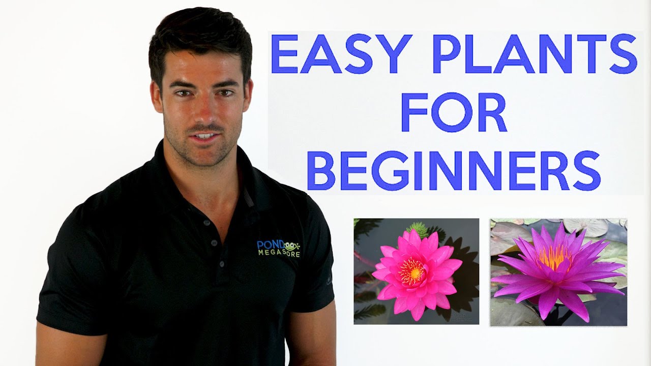 Easy Pond Plants for Beginners with Pond Megastore