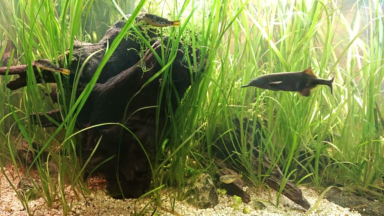 LowTech Biotope Aquarium 840l Kongo Afryka Zachodnia