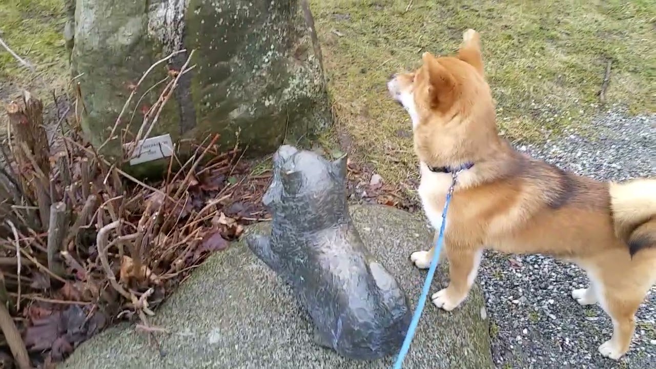 Lisko Shiba