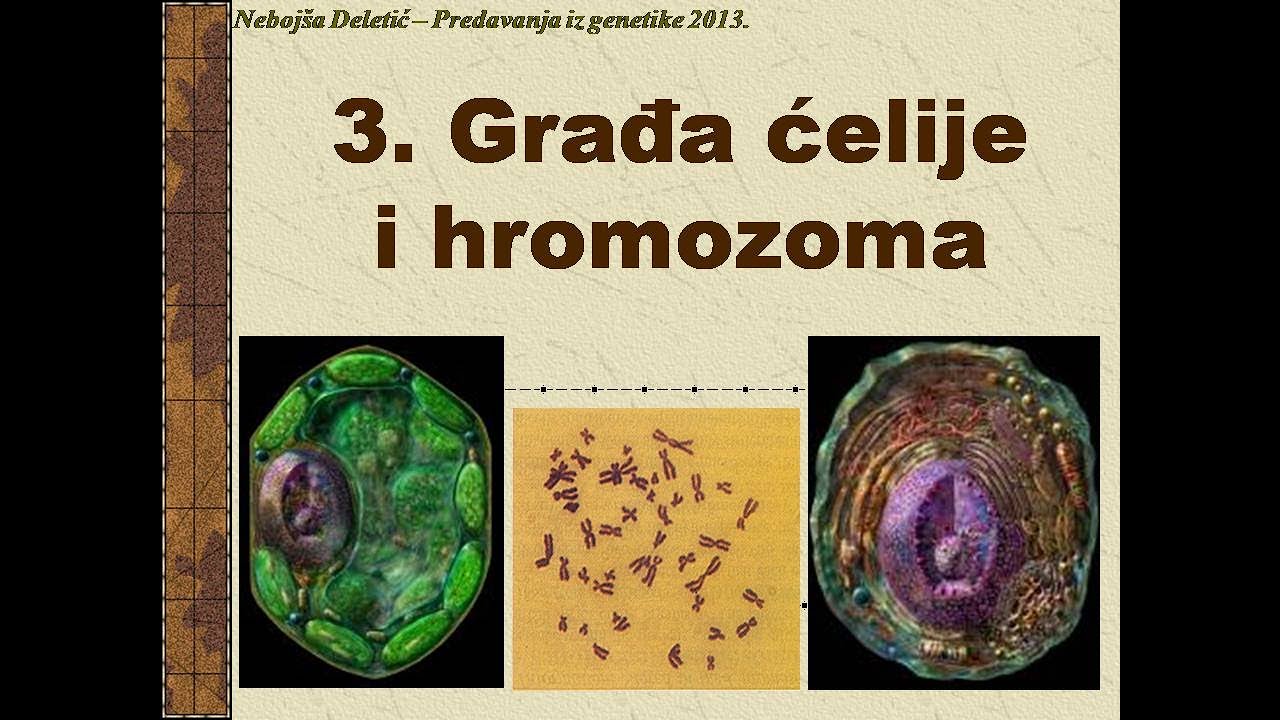 Predavanje 3  Građa ćelije i hromozoma