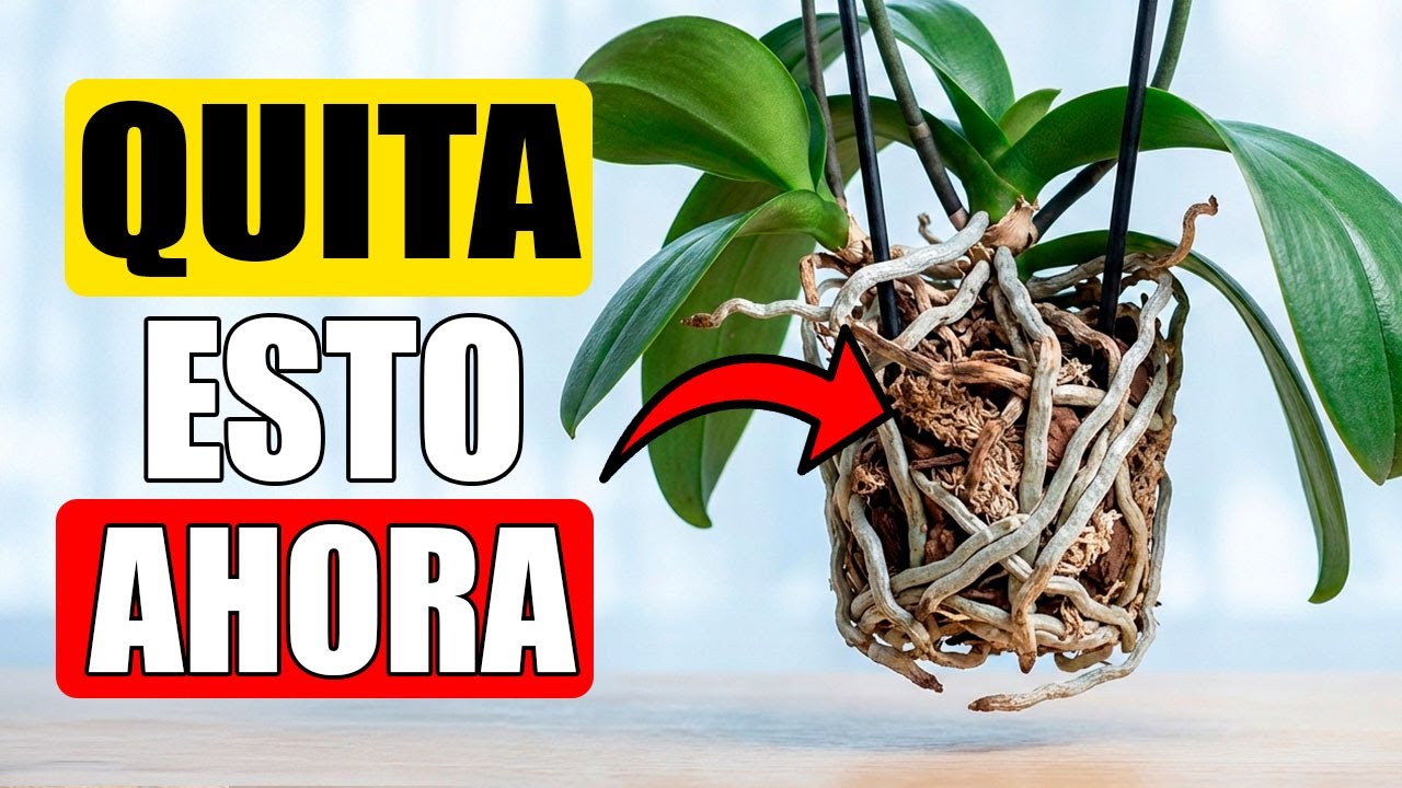 ¡QUITA ESTO URGENTE! El ASESINO OCULTO de tus plantas